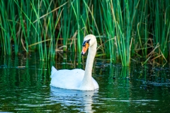 Mute Swan