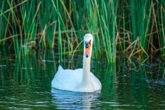 Mute Swan