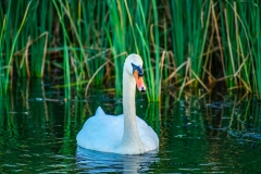 Mute Swan