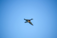 Mallard