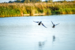 Mallard
