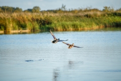 Mallard