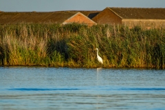 Great White Egret