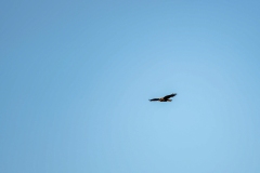 Marsh Harrier