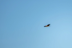 Marsh Harrier