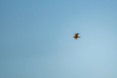 Marsh Harrier