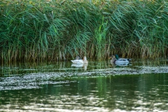 Gold Mallard