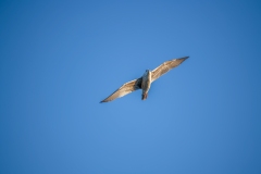 Lesser-black Gull