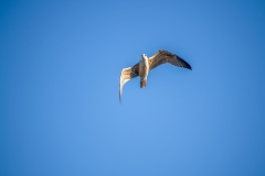 Lesser-black Gull