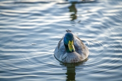 Mallard