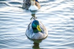 Mallard