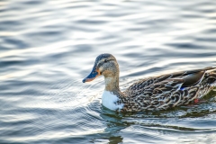 Mallard