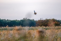 Marsh Harrier