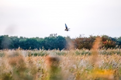 Marsh Harrier