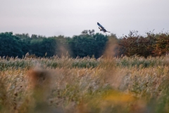 Marsh Harrier