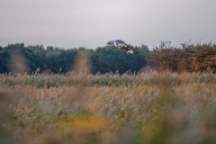 Marsh Harrier