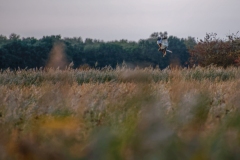 Marsh Harrier