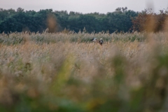 Marsh Harrier