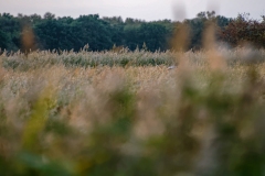 Marsh Harrier