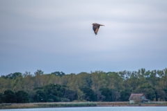 Marsh Harrier