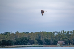 Marsh Harrier