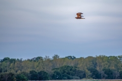 Marsh Harrier