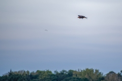 Marsh Harrier