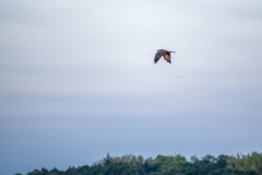 Marsh Harrier