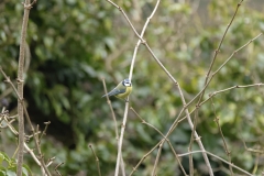 Blue Tit