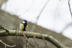 Great Tit Closeup