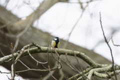 Great Tit