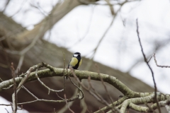 Great Tit