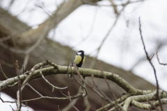 Great Tit