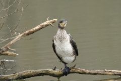 Cormorant with white chest