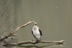 Cormorant with white chest