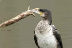 Cormorant with white chest