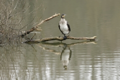 Cormorant with white chest and reflection