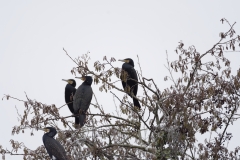 Cormorants