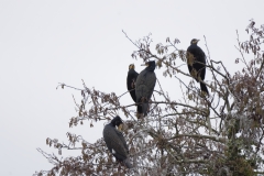 Cormorants