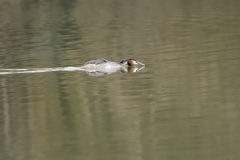 Great Crested Grebe