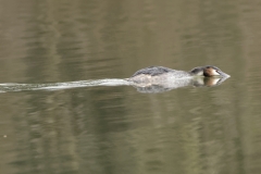 Great Crested Grebe