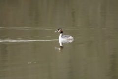 Great Crested Grebe