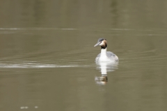 Great Crested Grebe