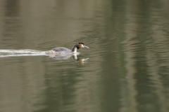 Great Crested Grebe