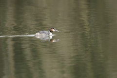 Great Crested Grebe