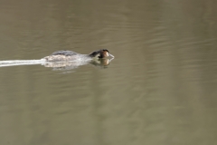 Great Crested Grebe