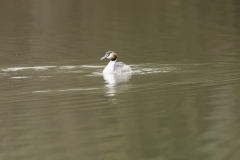 Great Crested Grebe