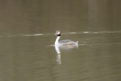 Great Crested Grebe