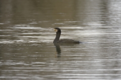 Cormorant