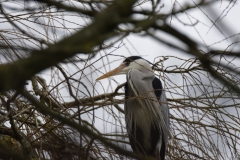 Grey Heron